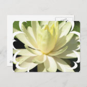 White Water Lily Briefkaart (Voorkant / Achterkant)