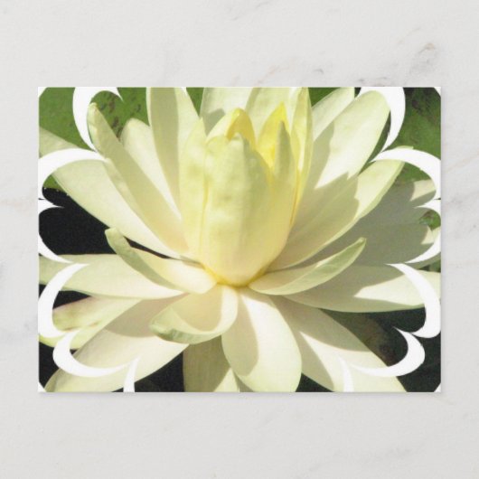 White Water Lily Briefkaart (Voorkant)