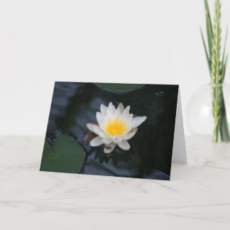 "White Water Lily" Flower Foto Wenskaart Kaart