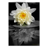 White Water Lily Foto (Voorkant)
