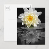White Water Lily Foto Briefkaart (Voorkant / Achterkant)