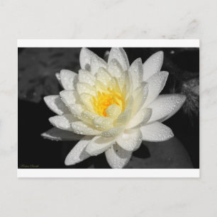 White Water Lily Foto Briefkaart