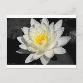 White Water Lily Foto Briefkaart