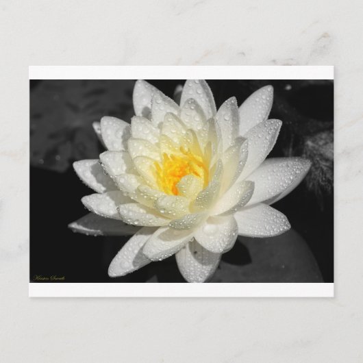 White Water Lily Foto Briefkaart (Voorkant)