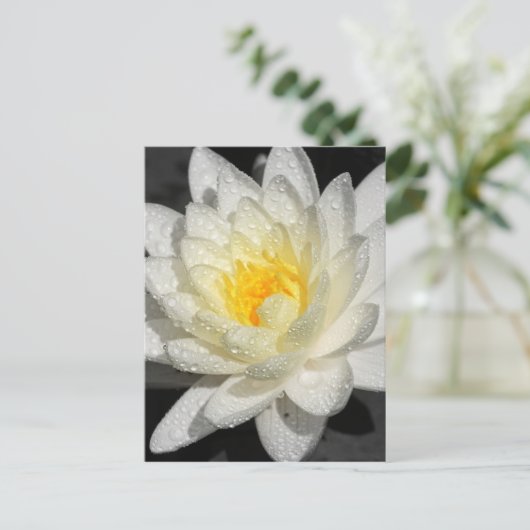 White Water Lily Foto Briefkaart (Staand voorkant)
