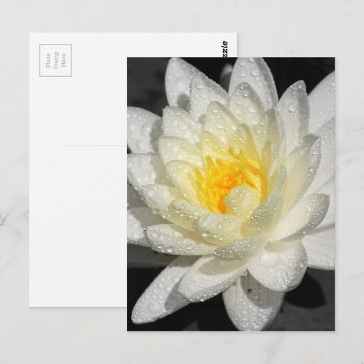 White Water Lily Foto Briefkaart (Voorkant / Achterkant)