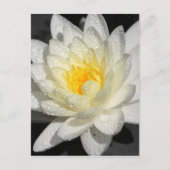 White Water Lily Foto Briefkaart (Voorkant)