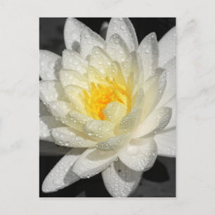 White Water Lily Foto Briefkaart