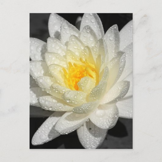 White Water Lily Foto Briefkaart (Voorkant)