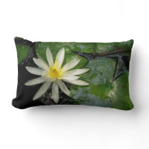White Water Lily | Foto groene Lily Pads