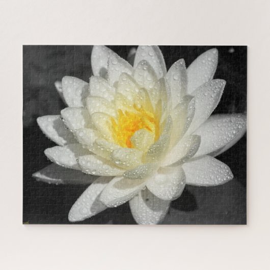 White Water Lily Foto Legpuzzel (Horizontaal)