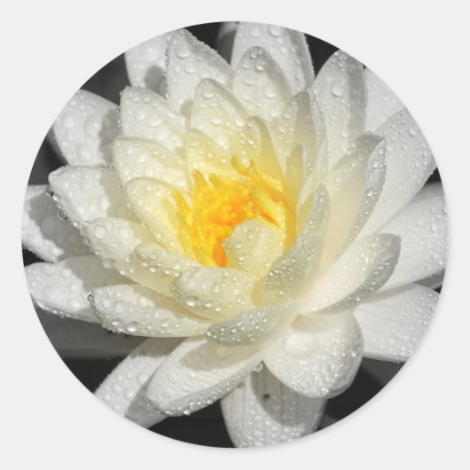 White Water Lily Foto Ronde Sticker (Voorkant)