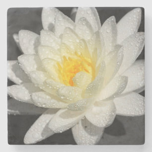 White Water Lily Foto Stenen Onderzetter