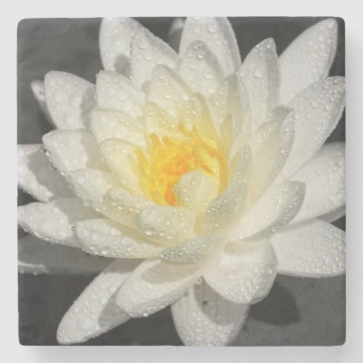White Water Lily Foto Stenen Onderzetter (Voorkant)