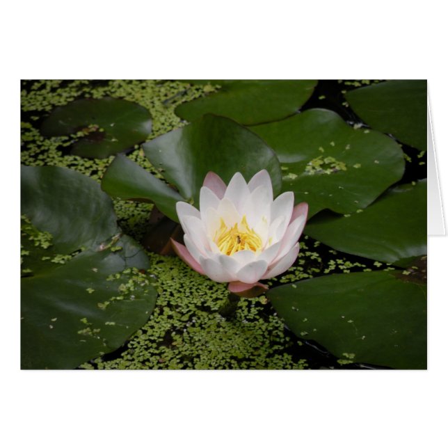 White Water Lily kaart (Voorkant Horizontaal)