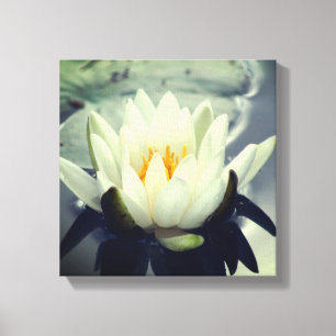 White Water Lily Lotus Blossom Flower Canvas Afdruk