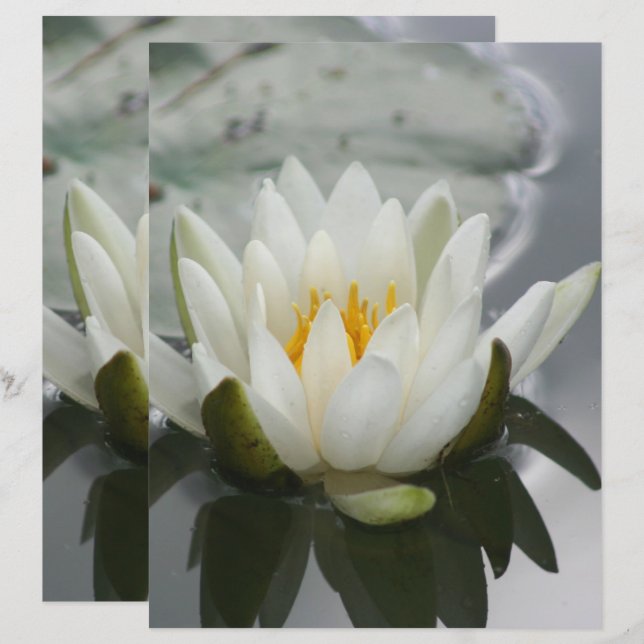 White Water Lily Lotus Blossom Flower Scrapbook (Voorkant / Achterkant)