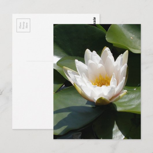 White Water Lily Lotus Flower Briefkaart (Voorkant / Achterkant)