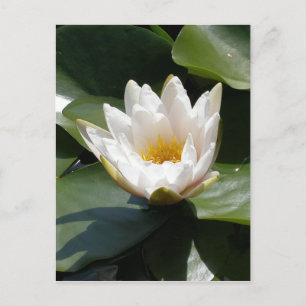 White Water Lily Lotus Flower Briefkaart