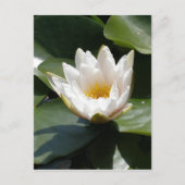 White Water Lily Lotus Flower Briefkaart (Voorkant)