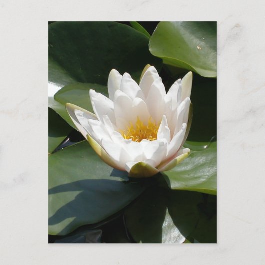 White Water Lily Lotus Flower Briefkaart (Voorkant)