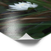 White Water Lily Lotus Lilypads 10x8 ventilator Foto Afdruk (Hoek)