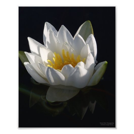 White Water Lily met regendruppels Foto Afdruk (Voorkant)