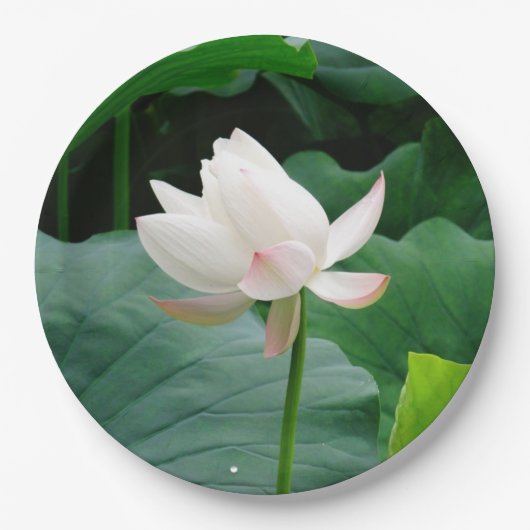 White Water Lily Papieren Bordje (Voorkant)