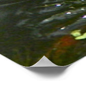 White Water Lily Poster (Hoek)