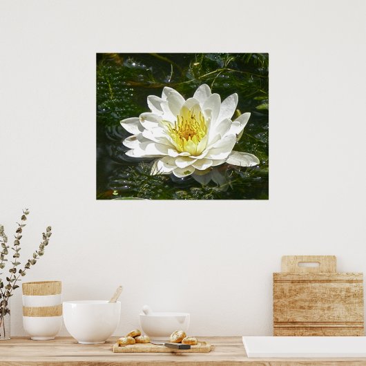 White Water Lily Poster (Keuken)