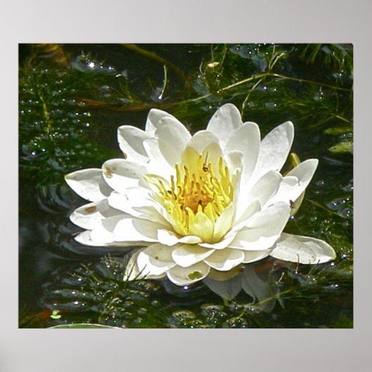 White Water Lily Poster (Voorkant)