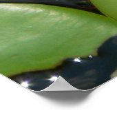 White Water Lily Poster (Hoek)