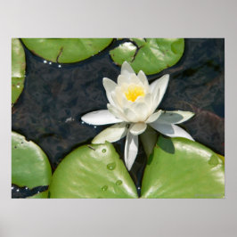 White Water Lily Poster