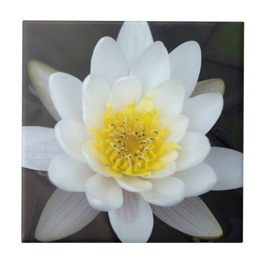 White Water Lily Tegeltje (Voorkant)