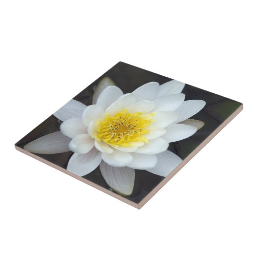 White Water Lily Tegeltje (Zijkant)