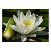 White Waterlily and Bud Floral (Voorkant Horizontaal)