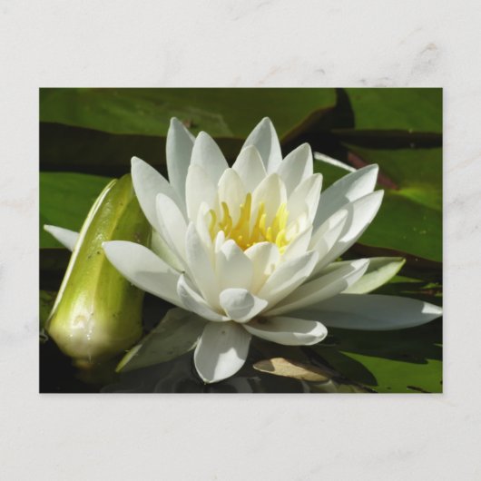 White Waterlily and Bud Floral Briefkaart (Voorkant)