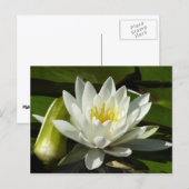 White Waterlily and Bud Floral Briefkaart (Voorkant / Achterkant)