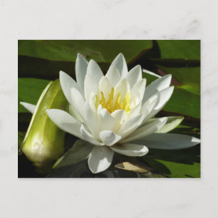 White Waterlily and Bud Floral Briefkaart