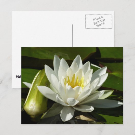 White Waterlily and Bud Floral Briefkaart (Voorkant / Achterkant)