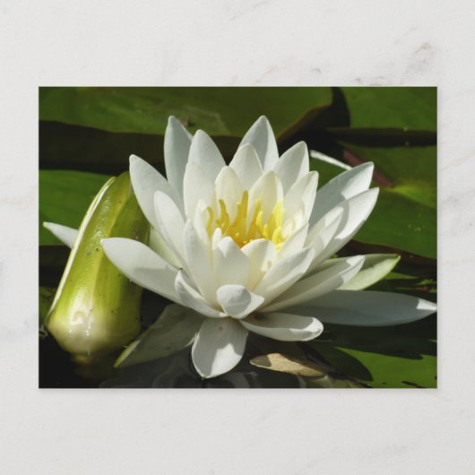 White Waterlily and Bud Floral Briefkaart (Voorkant)