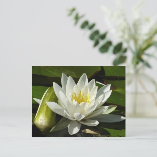 White Waterlily and Bud Floral Briefkaart (Staand voorkant)