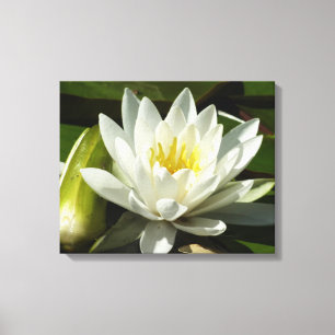 White Waterlily and Bud Floral Canvas Afdruk