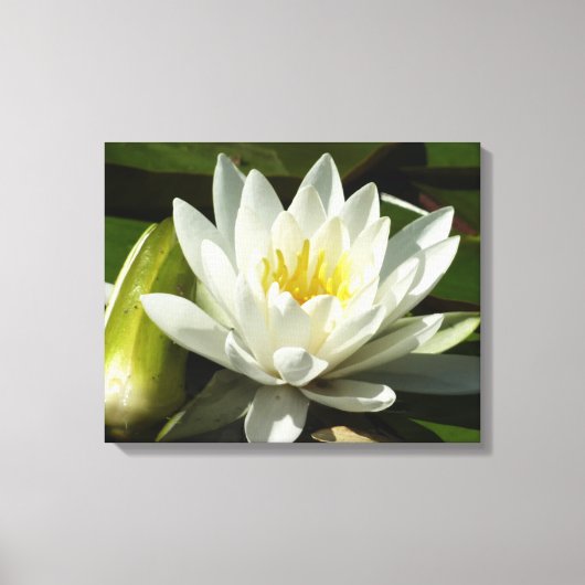 White Waterlily and Bud Floral Canvas Afdruk (Voorkant)