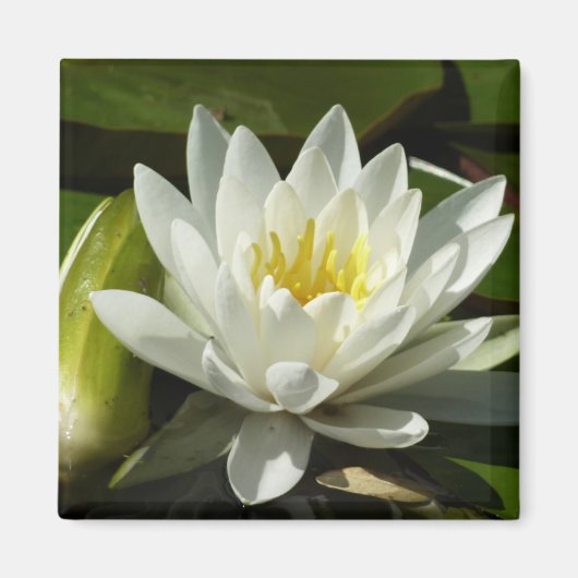 White Waterlily and Bud Floral Magneet (Voorkant)