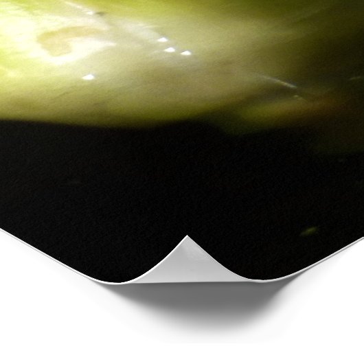 White Waterlily and Bud Floral Poster (Hoek)