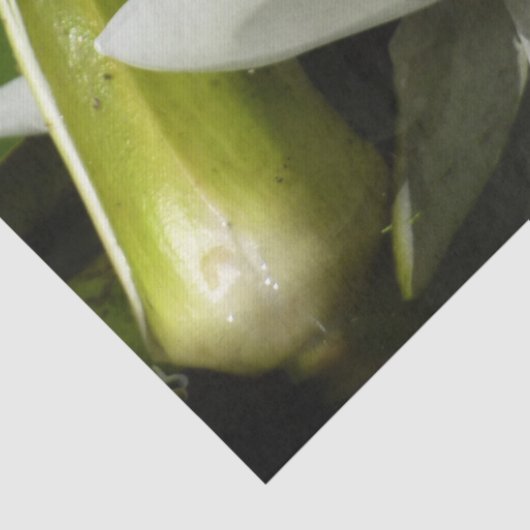 White Waterlily and Bud Floral Tissuepapier (Detail)