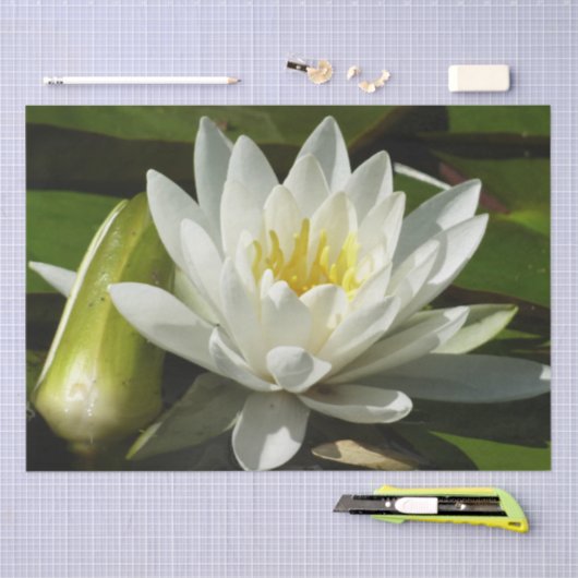 White Waterlily and Bud Floral Tissuepapier (Craft)