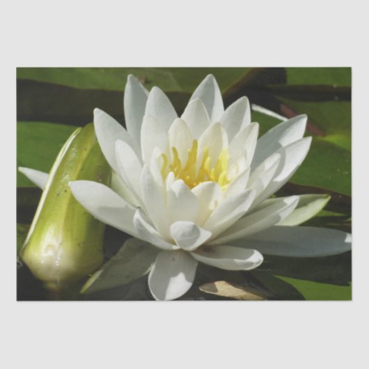 White Waterlily and Bud Floral Tissuepapier (Voorkant)