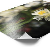 White Waterlily Foto Afdruk (Hoek)